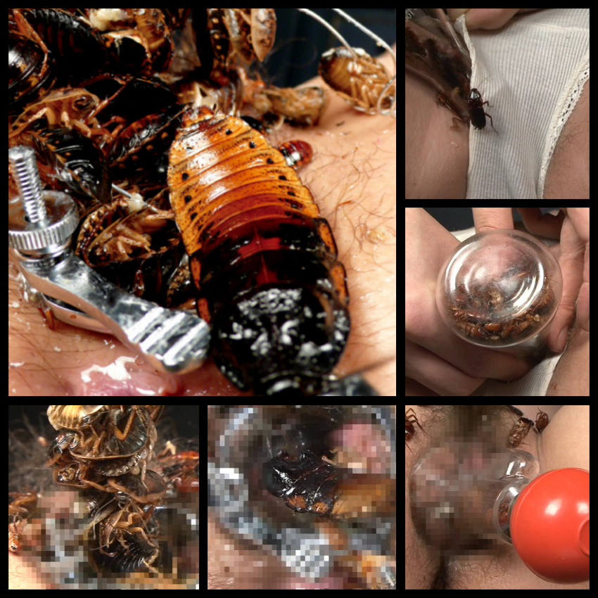 【蟲姦】ゴキブリ異種姦！膣や肛門の穴を掻き回され嬌声を上げ悶える女